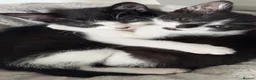 Mixed Breed cats for sale: Twin Tuxedo Kittens Ready for Loving Homes ❤️ in London - Advert 1