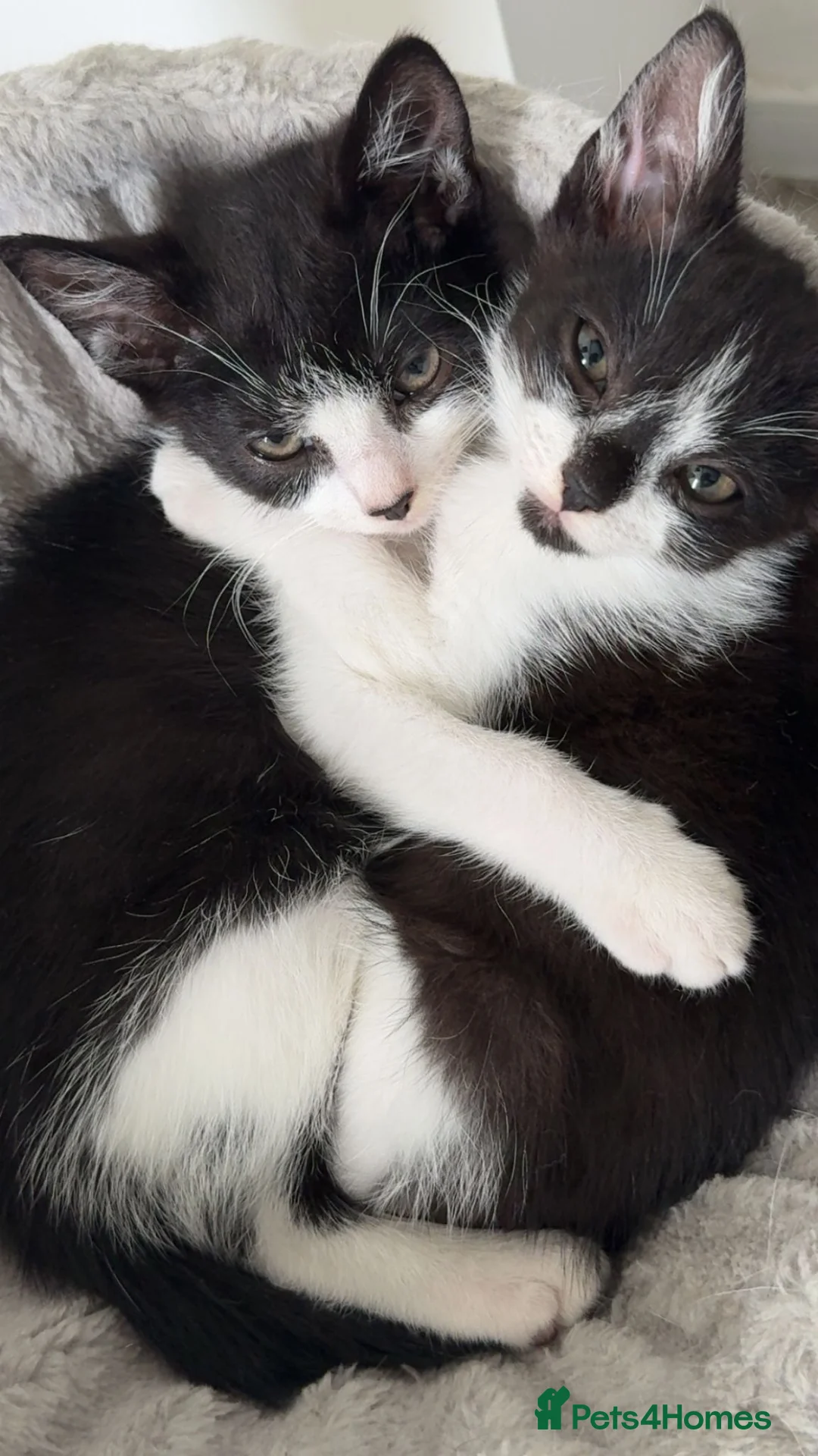 Mixed Breed cats for sale: Twin Tuxedo Kittens Ready for Loving Homes ❤️ in London - Advert 1