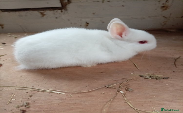 Netherland Dwarf rabbits - Advert 13