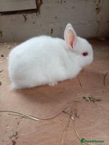 Netherland Dwarf rabbits - Advert 14