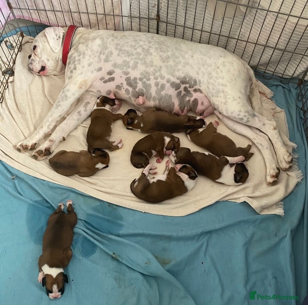 Boxer dogs for sale: Beautiful boxer puppies in Gainsborough  - Image 9