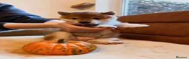 Japanese Shiba Inu 2