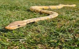 Python Snake reptiles for sale: Ball python banana het clown (male) - Image 5