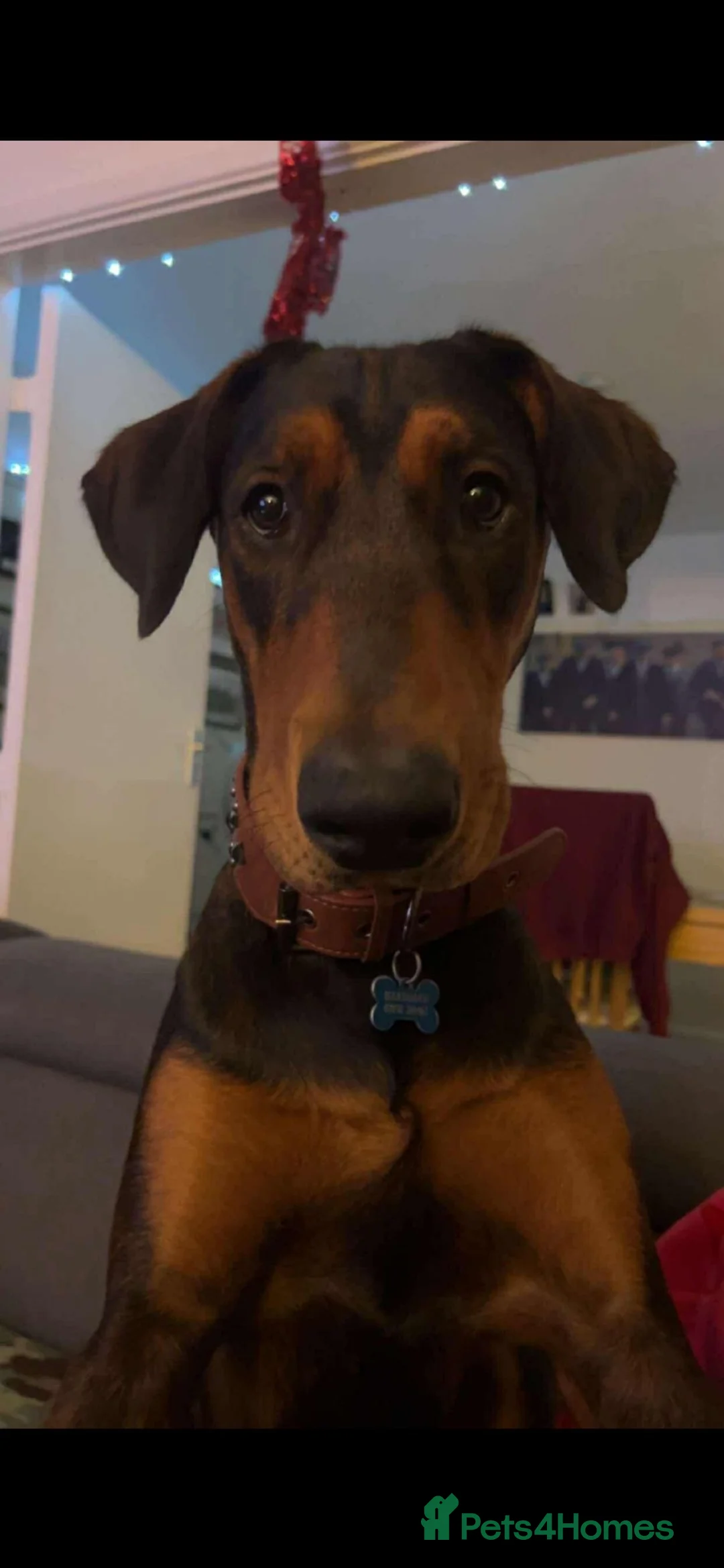 Mixed Breed dogs for sale: Doberman cross puppy  - Advert 7