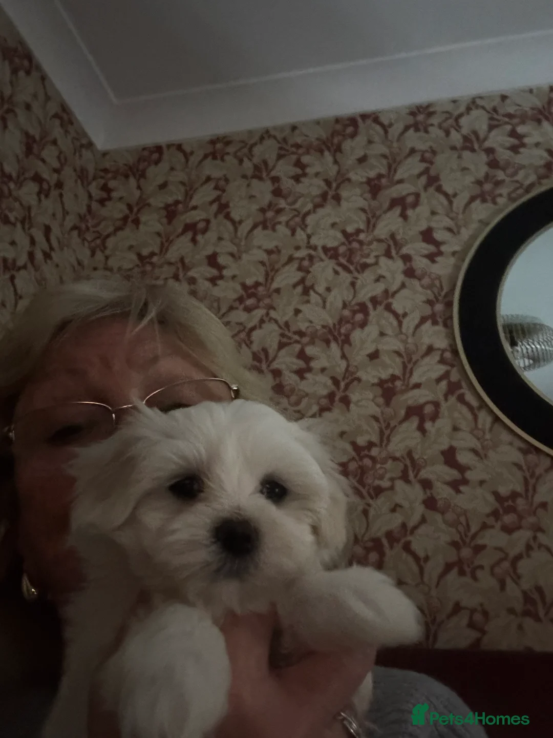 Maltese dogs for sale: Maltese babies - Advert 4