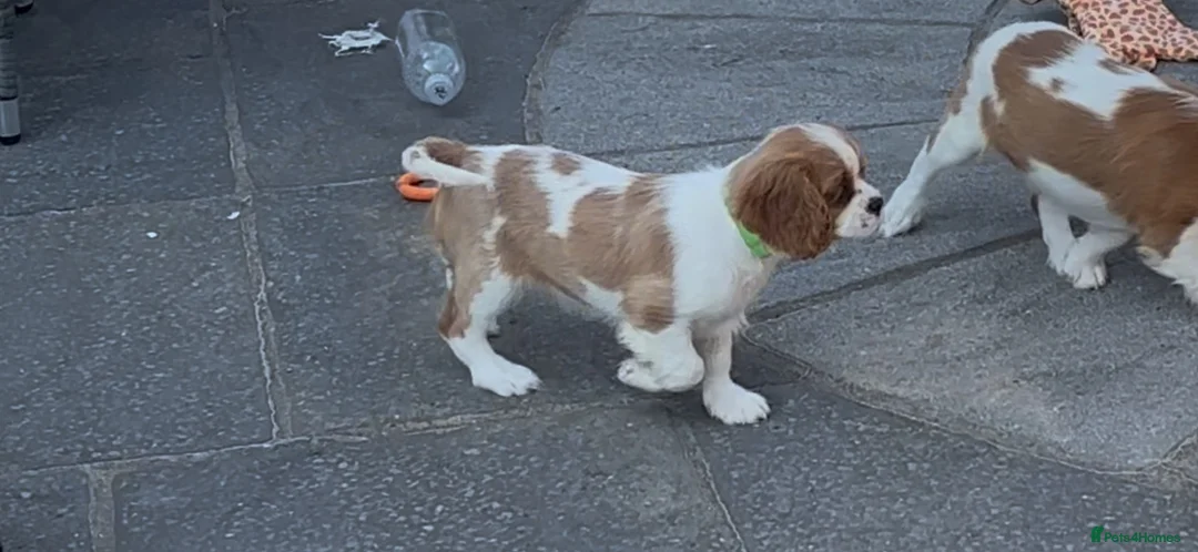Cavalier King Charles Spaniel dogs for sale: Cavalier King Charles Spaniel Puppies  - Advert 2