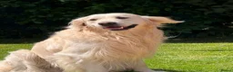 Golden Retriever dogs for stud: Proven cream KC golden retriever - Advert 2