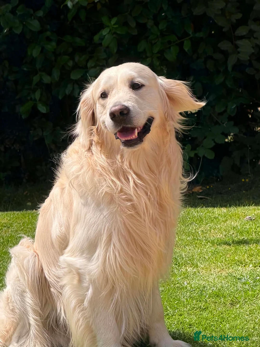 Golden Retriever dogs for stud: Proven cream KC golden retriever - Advert 2