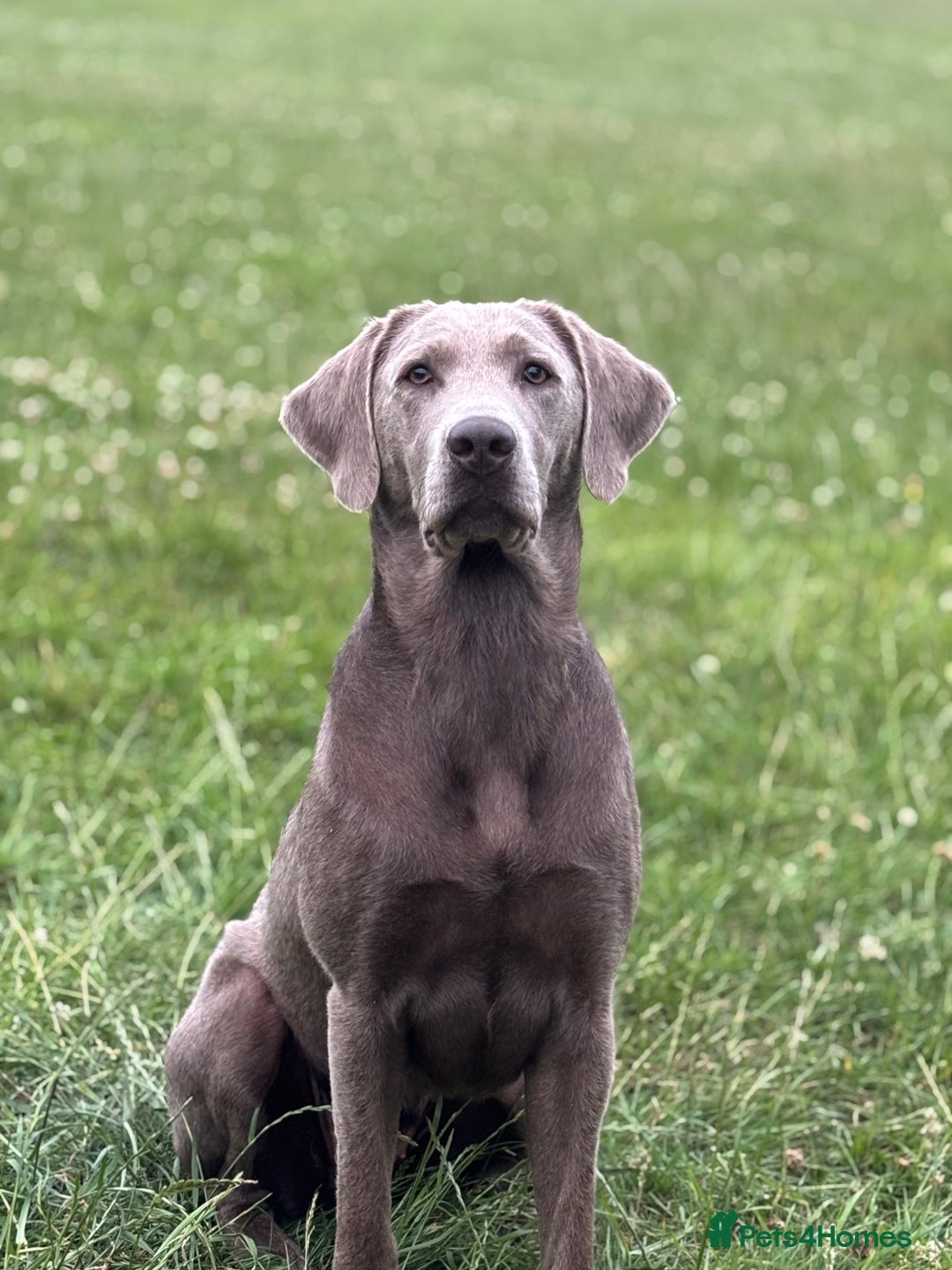 Borador dogs for sale: Gorgeous lab x collie pups. Silver, choc & black - Image 5