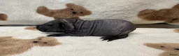 Guinea Pig rodents for sale: Last Skinny Pig Sow Female - Advert 1