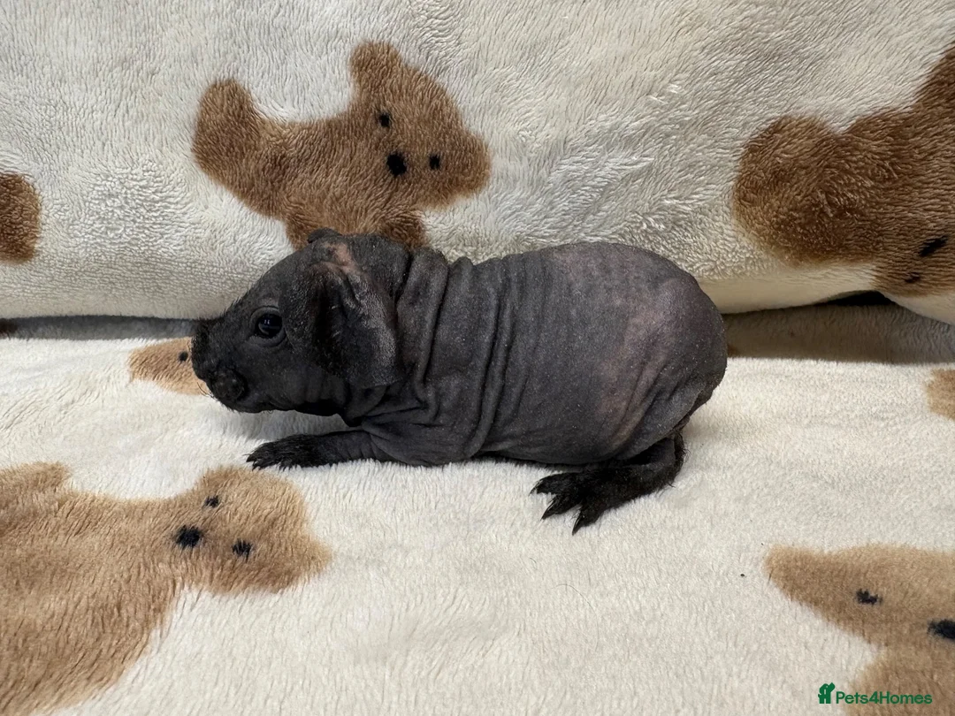 Guinea Pig rodents for sale: Last Skinny Pig Sow Female - Advert 1