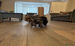 Labradoodle dogs for sale: Miniature labradoodle puppies  - Image 3