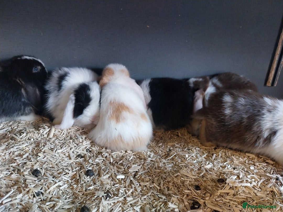 Mini Lop rabbits for sale: Mini lop rabbits  - Image 20
