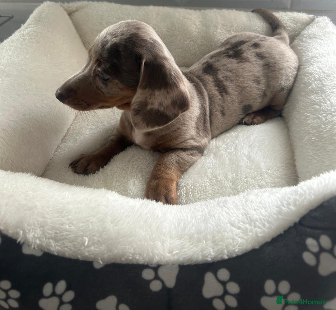 Miniature Dachshund dogs for sale: Miniature dachshund  - Image 2