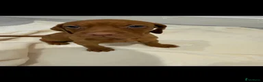 Hungarian Vizsla 3