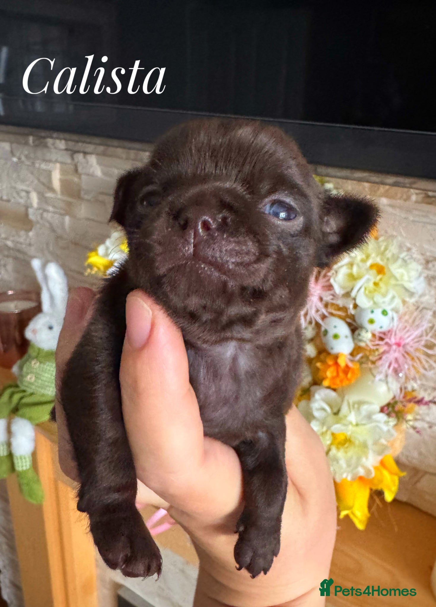 Chihuahua dogs Chihuahua puppies chocolate merle  - Advert 1