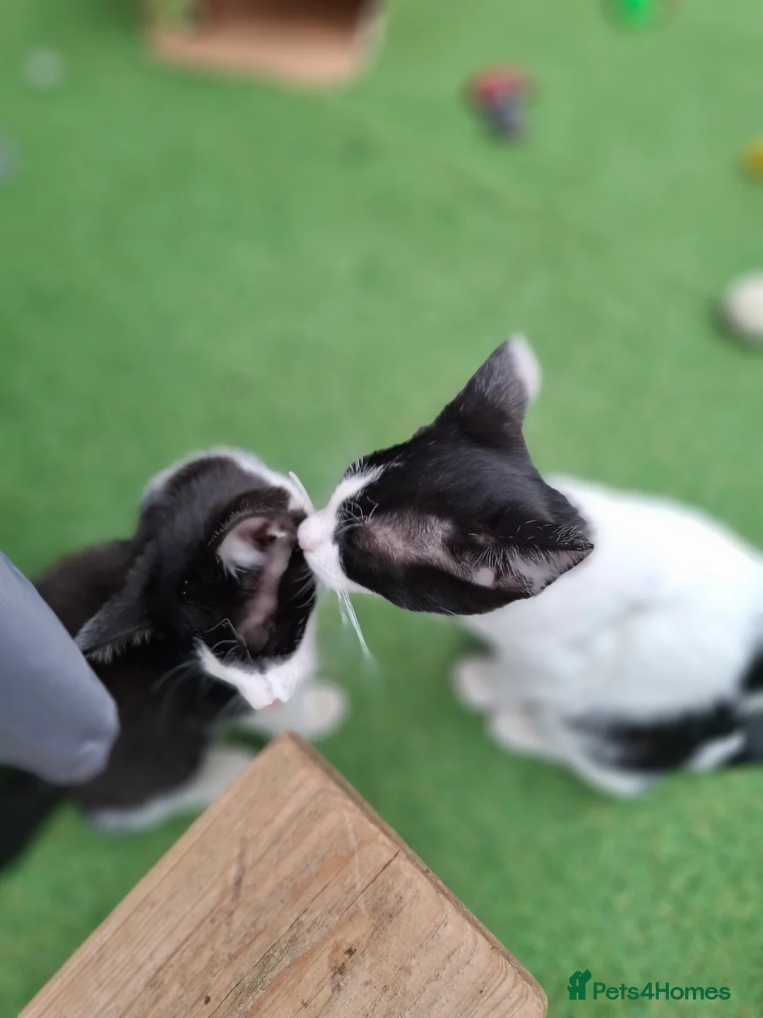 Mixed Breed cats for sale: Beautiful, Kittens Ready for Loving Homes  - Advert 2