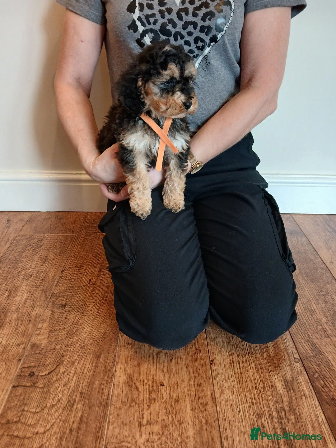 Cockapoo dogs for sale: Cockapoo puppies  - Advert 8