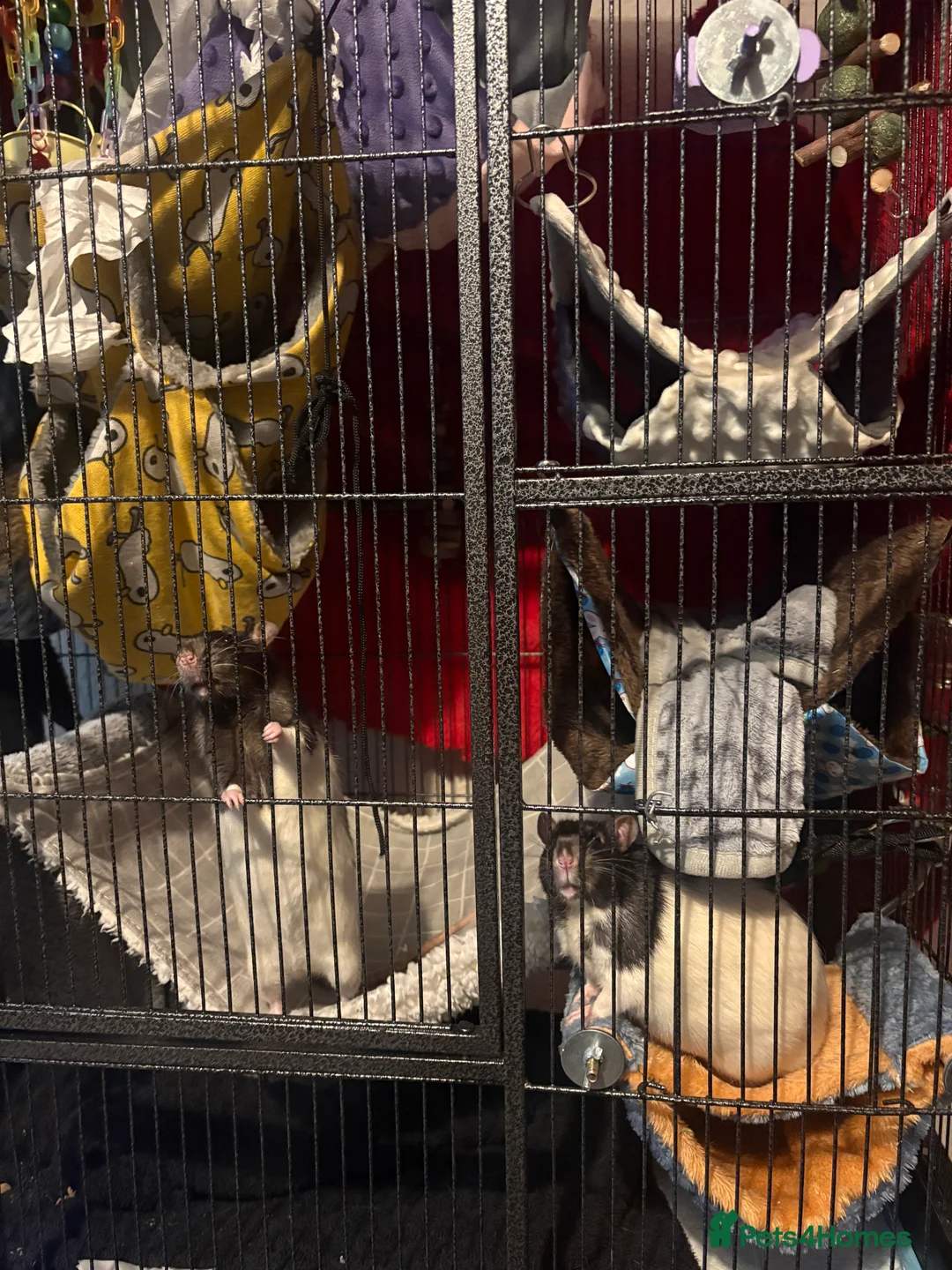 Rat rodents for sale: Luffy and Splinter are looking for a good family - Advert 6