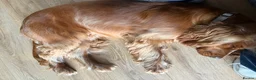 Cocker Spaniel dogs for sale: Zuko , 10 months old  in Stoke-on-Trent - Advert 3