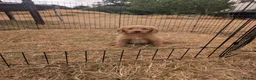 Labradoodle dogs for sale: Labradoodle puppies  - Advert 4