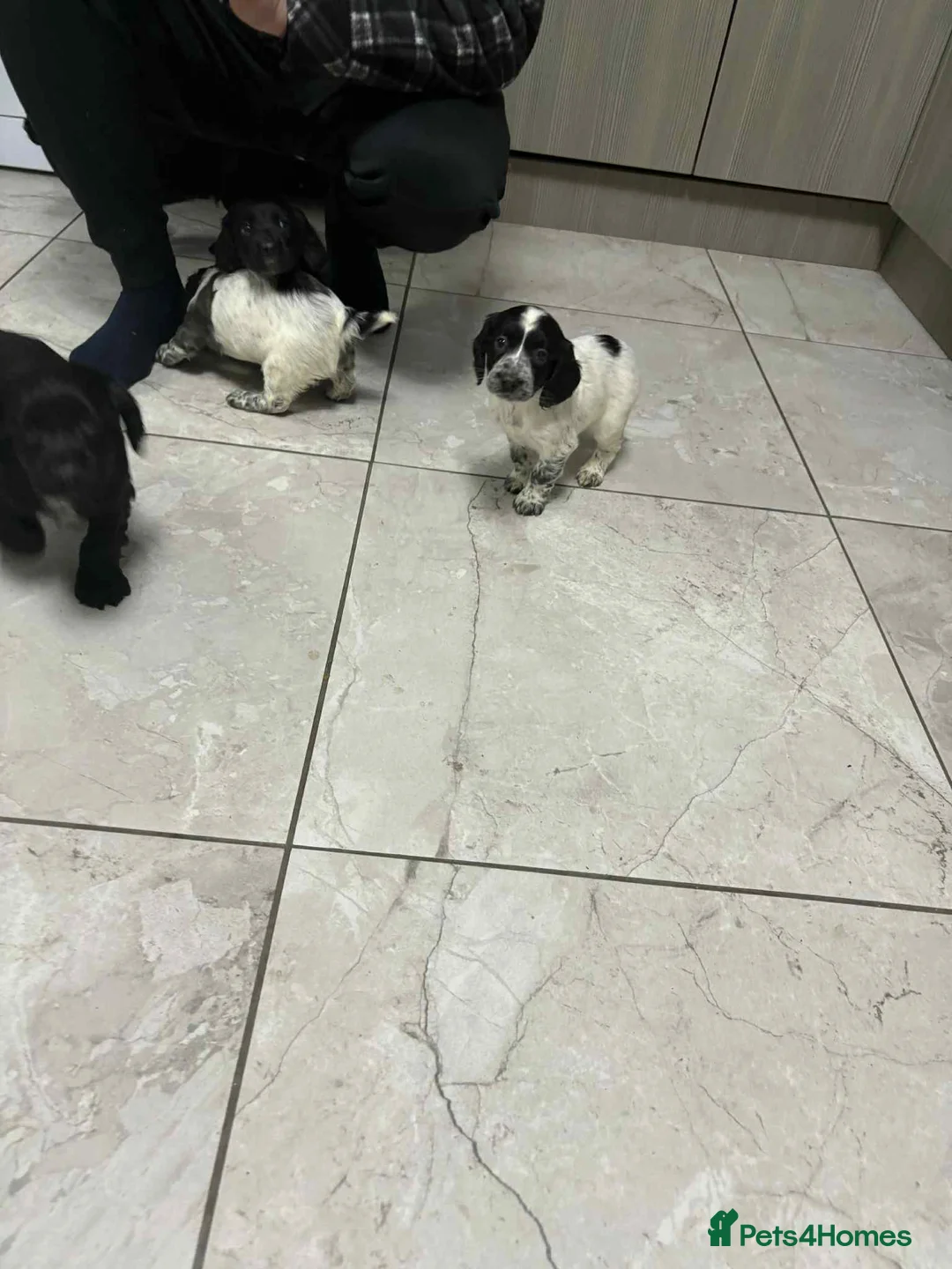 Sprocker dogs for sale: 7 Sprocker spaniels - Advert 14