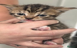 Bengal cats for sale: Bengal cross kittens  - Image 8