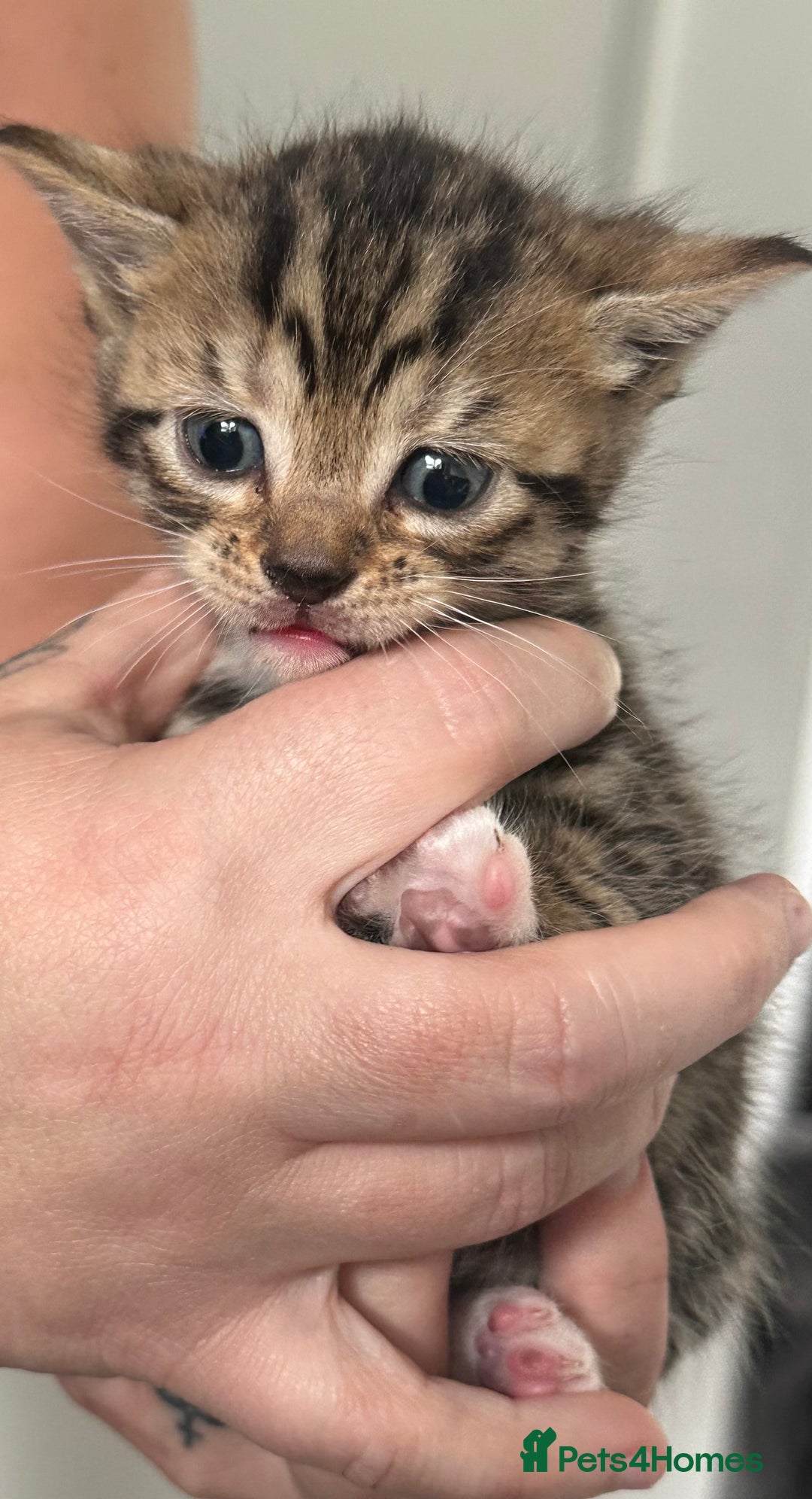 Bengal cats for sale: Bengal cross kittens  - Image 8