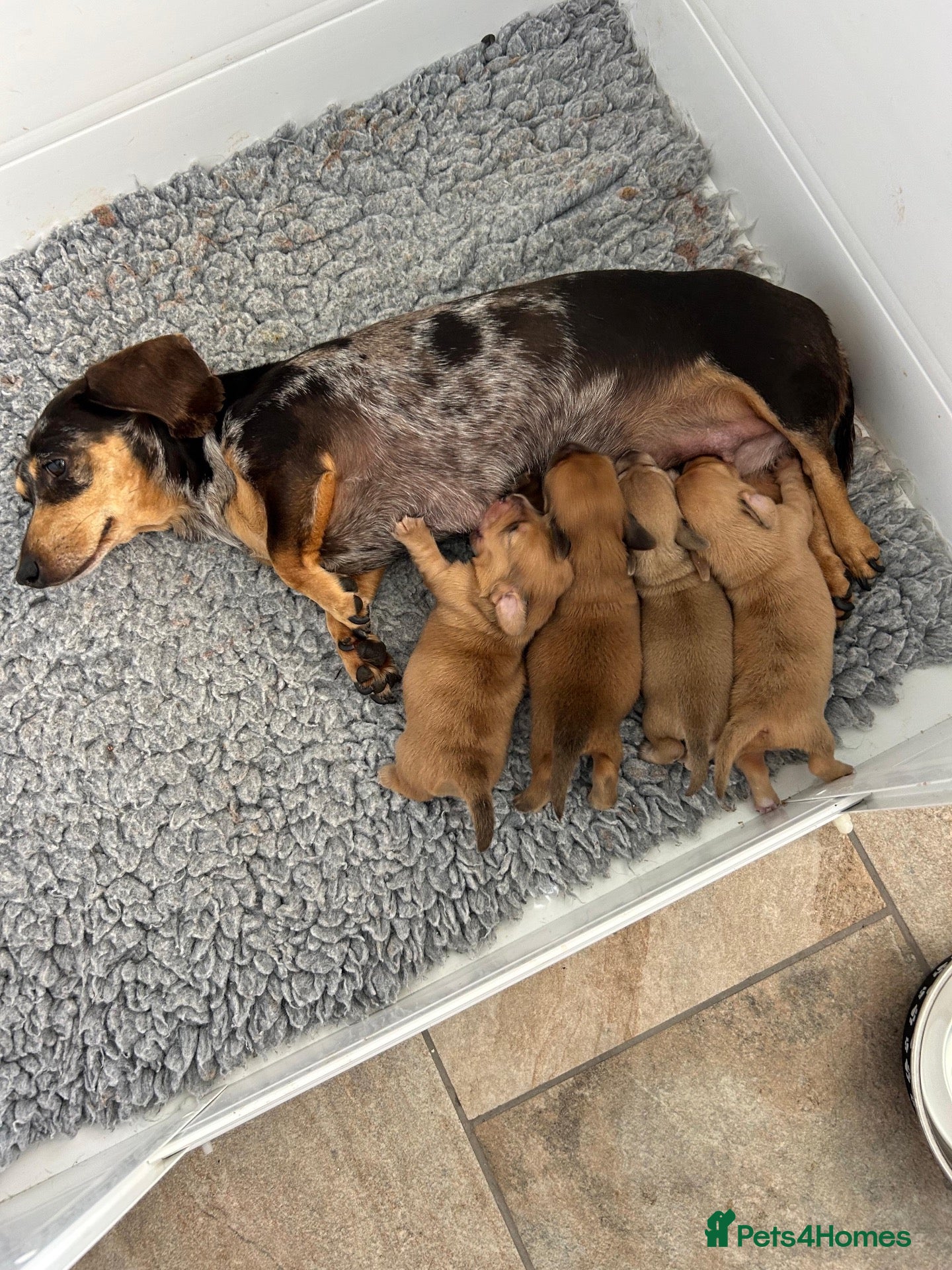 Miniature Dachshund dogs Minature dachshund ready now - Advert 5