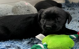 Labrador Retriever dogs for sale: KC Black Puppies,Extensively health tested parents - Image 4