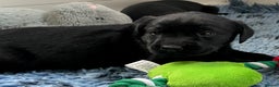 Labrador Retriever dogs for sale: KC Black Puppy ,Extensively health tested parents - Advert 12