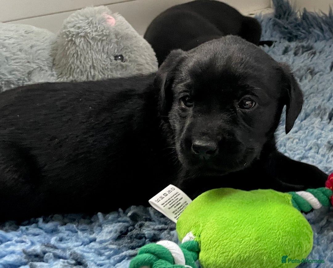 Labrador Retriever dogs for sale: KC Black Puppies,Extensively health tested parents - Image 4