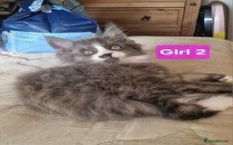 Maine Coon cats for sale: Gorgeous Half Maine Coon Boys and Girls  - Image 25