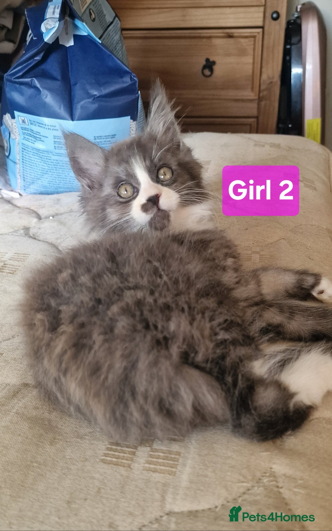 Maine Coon cats for sale: Gorgeous Half Maine Coon Boys and Girls  - Image 25