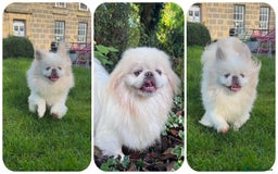 Pekingese dogs for sale: 💜UNIQUE LILAC CREAM MALE💜 - Image 7