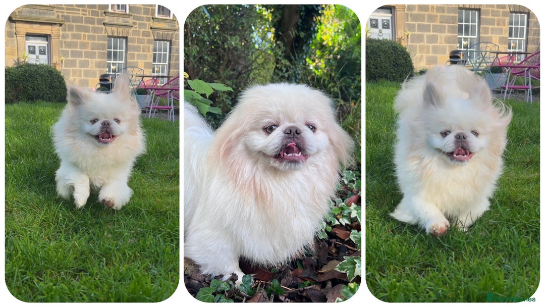 Pekingese dogs for sale: 💜UNIQUE LILAC CREAM MALE💜 - Image 7