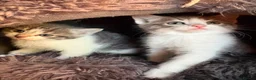Mixed Breed cats for sale: Mixed breed kittens  - Advert 12