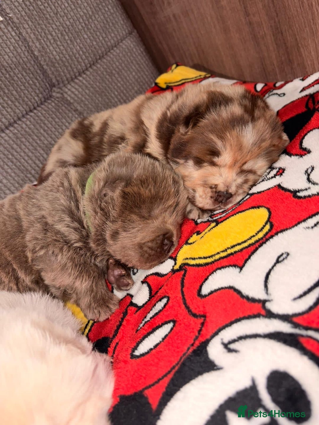 Chow Chow dogs for sale: Merle Full Pedigree Chow Chow Puppies  - Advert 4