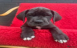 Great Dane dogs for sale: KC reg/pedigree Great Danes black - READY NOW - Image 1