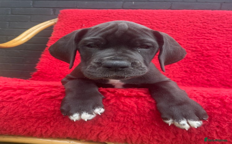 Great Dane dogs - Advert 8