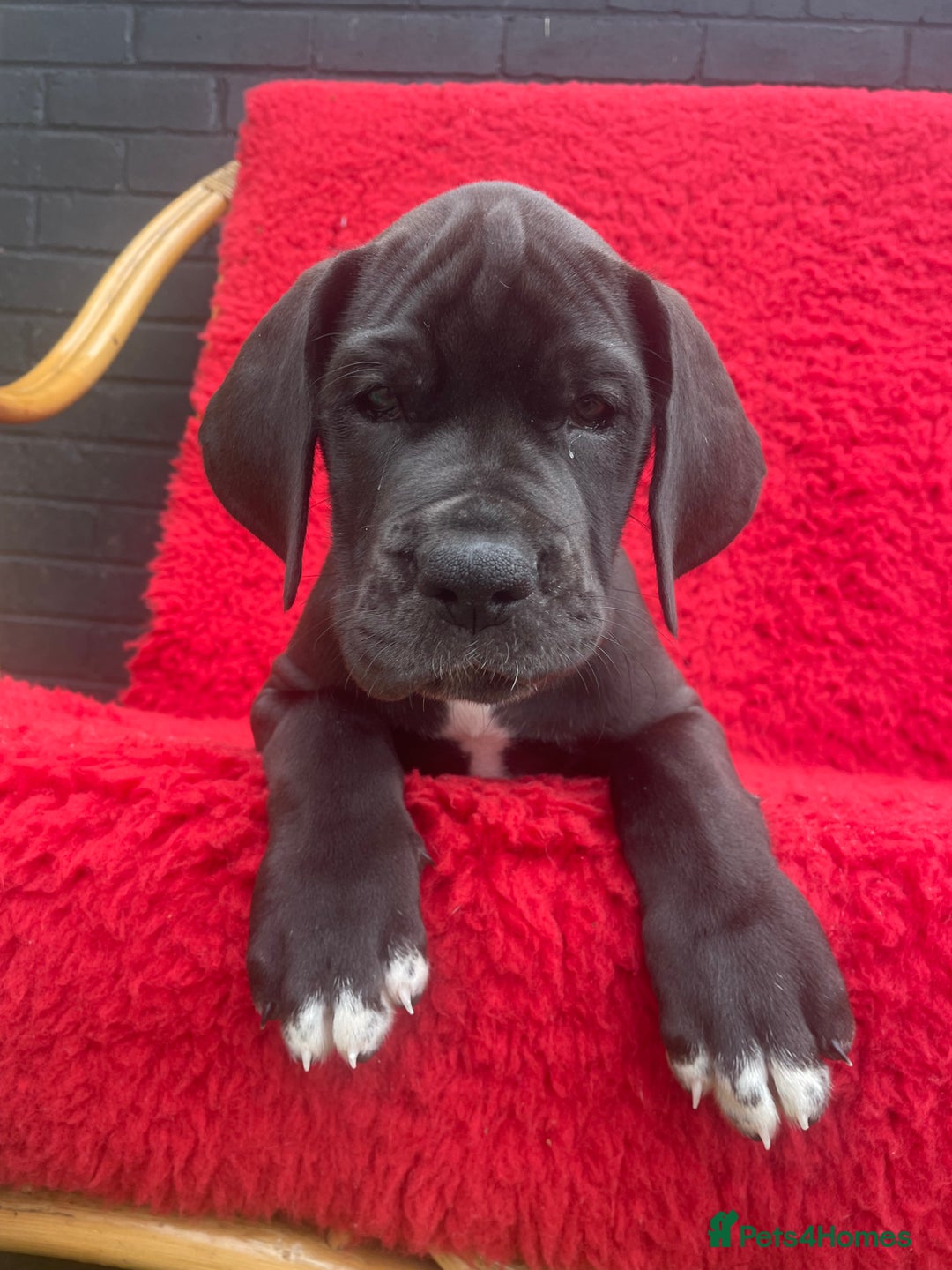 Great Dane dogs for sale: KC reg/pedigree Great Danes black - READY NOW - Image 1