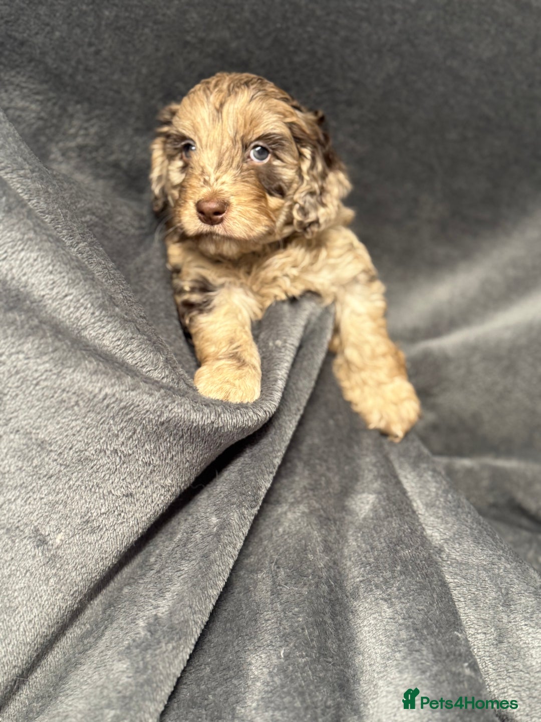 Cockapoo dogs for sale: STUNNING F1 Show Cockapoo Puppies  - Image 10