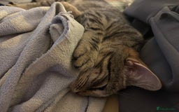 American Shorthair cats for sale: 6 month old tabby  - Image 6