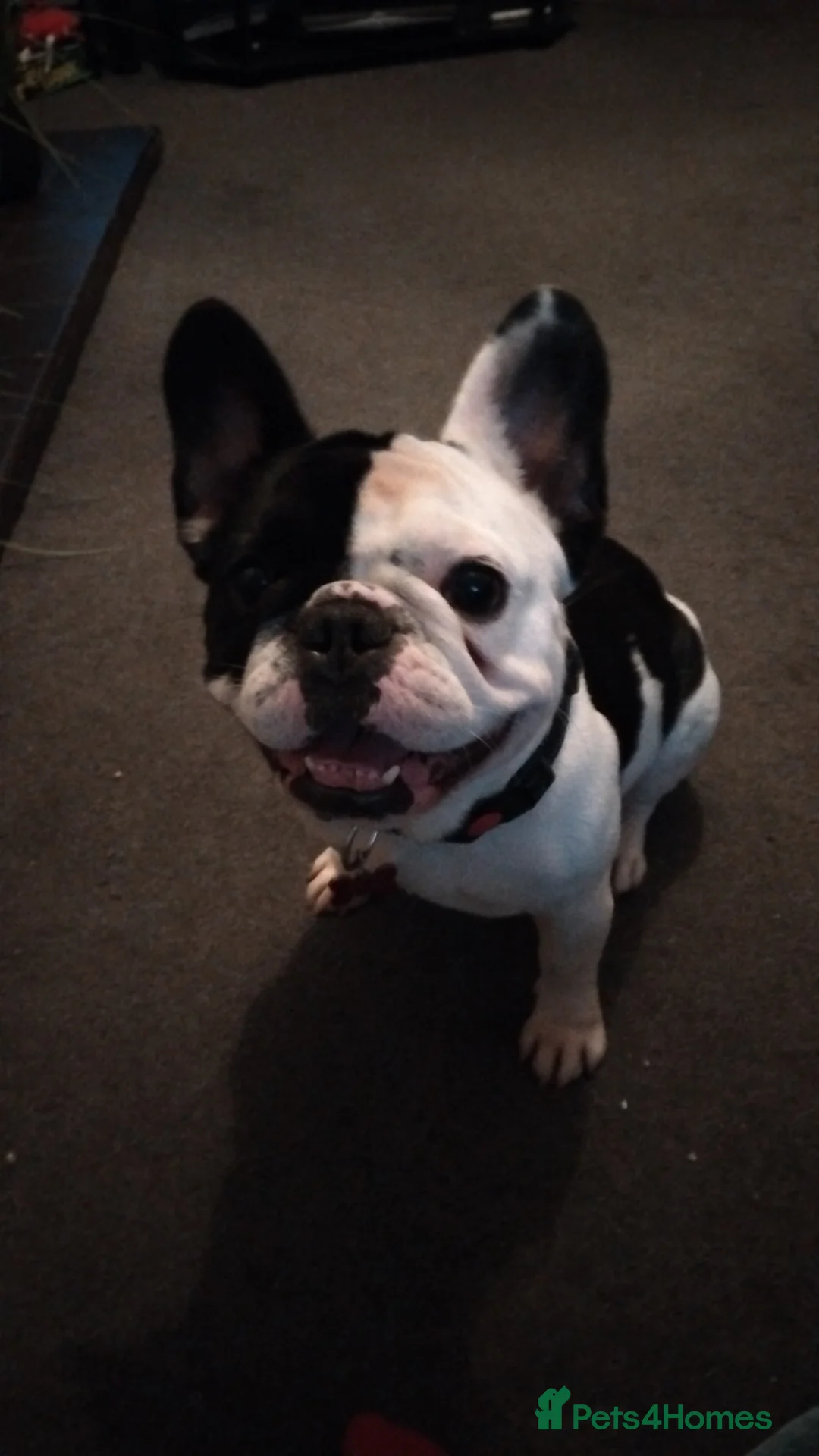 French Bulldog dogs for stud: STUD ONLY , PIED FRENCH BULLDOG 🐕  in Norwich - Advert 2