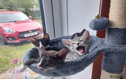 Savannah cats for sale: Playful Savannah F5 Mix Kittens for Loving Homes - Image 9