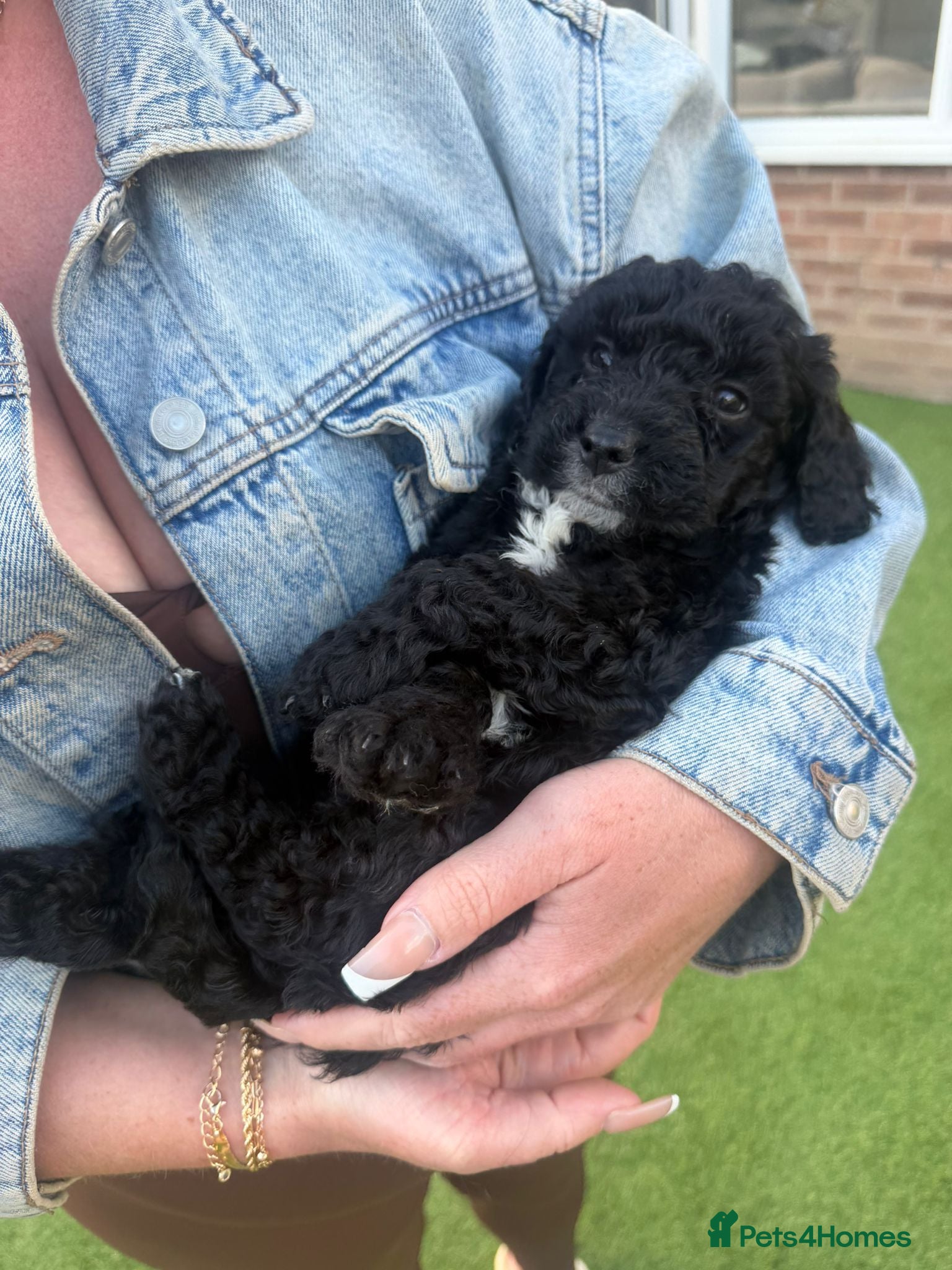 Cavapoo dogs for sale: F1 Cavapoo Puppies – 2 Boys & 3 Girls Available 🐾 in Blackpool - Advert 8