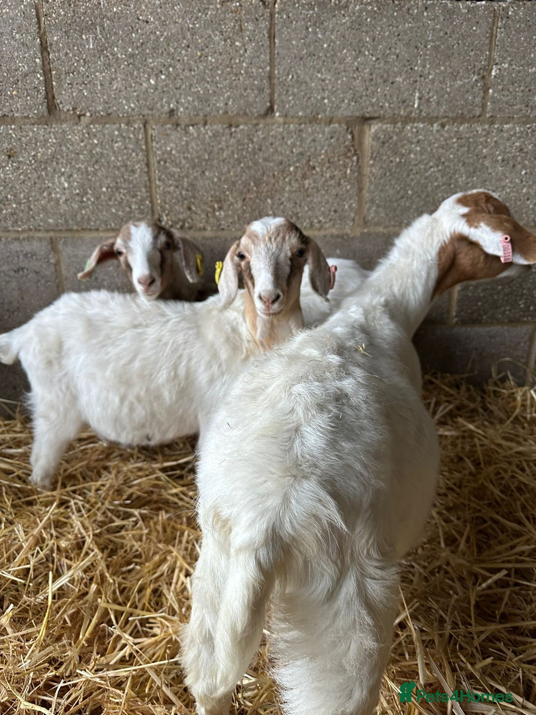 Goats livestock for sale: Boer x Saanen Nanny kids - Advert 4