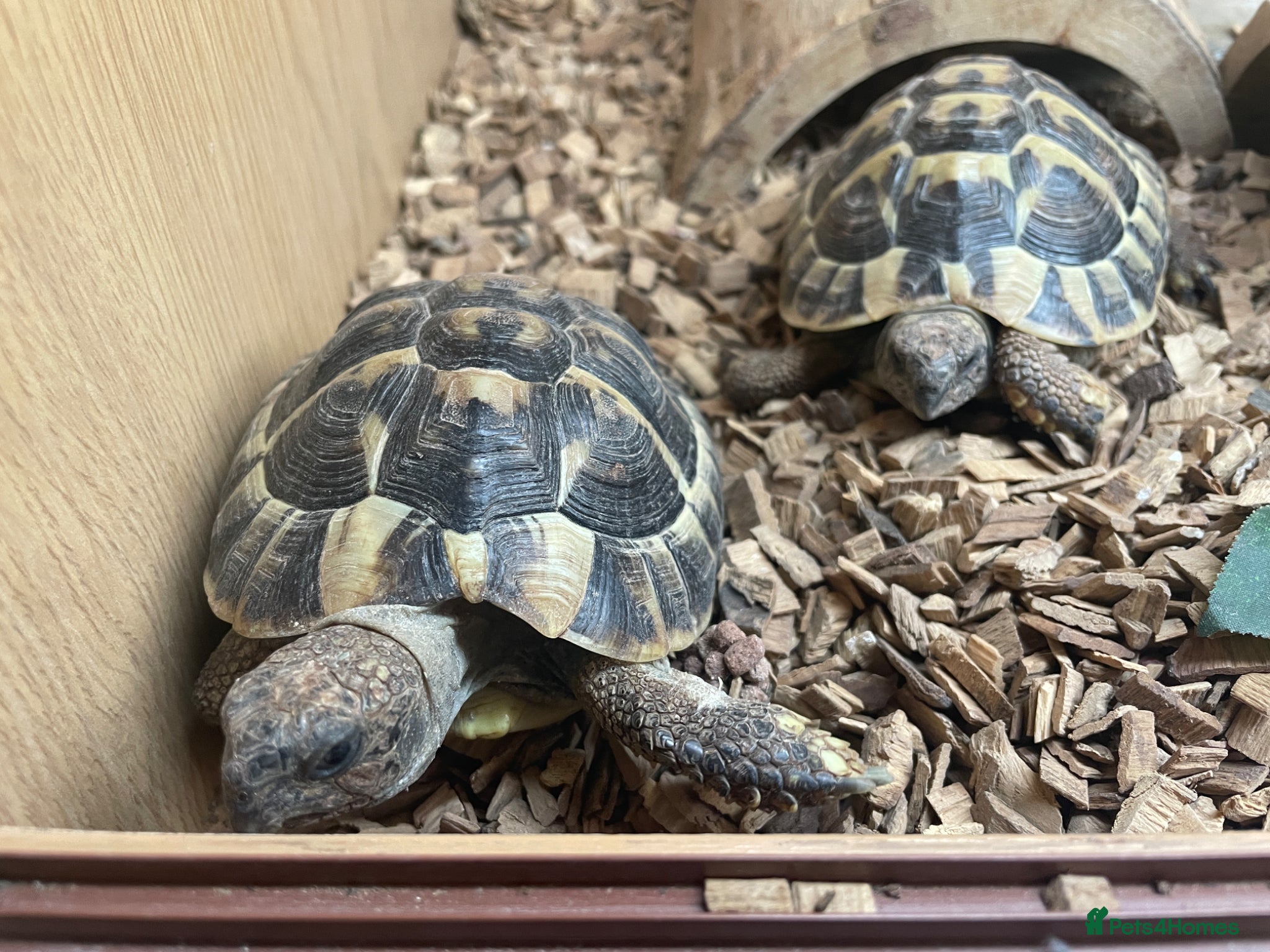 Hermann Tortoise reptiles for sale: 2 hermann tortoises and set up need new home - Advert 1