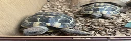 Hermann Tortoise reptiles for sale: 2 hermann tortoises and set up need new home - Advert 1