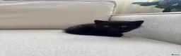 British Shorthair cats for sale: British shorthair x scottish fold kittens in London - Advert 6